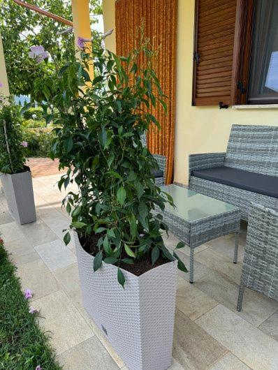 Agriturismo Il Portico 까팔비오 외부 사진